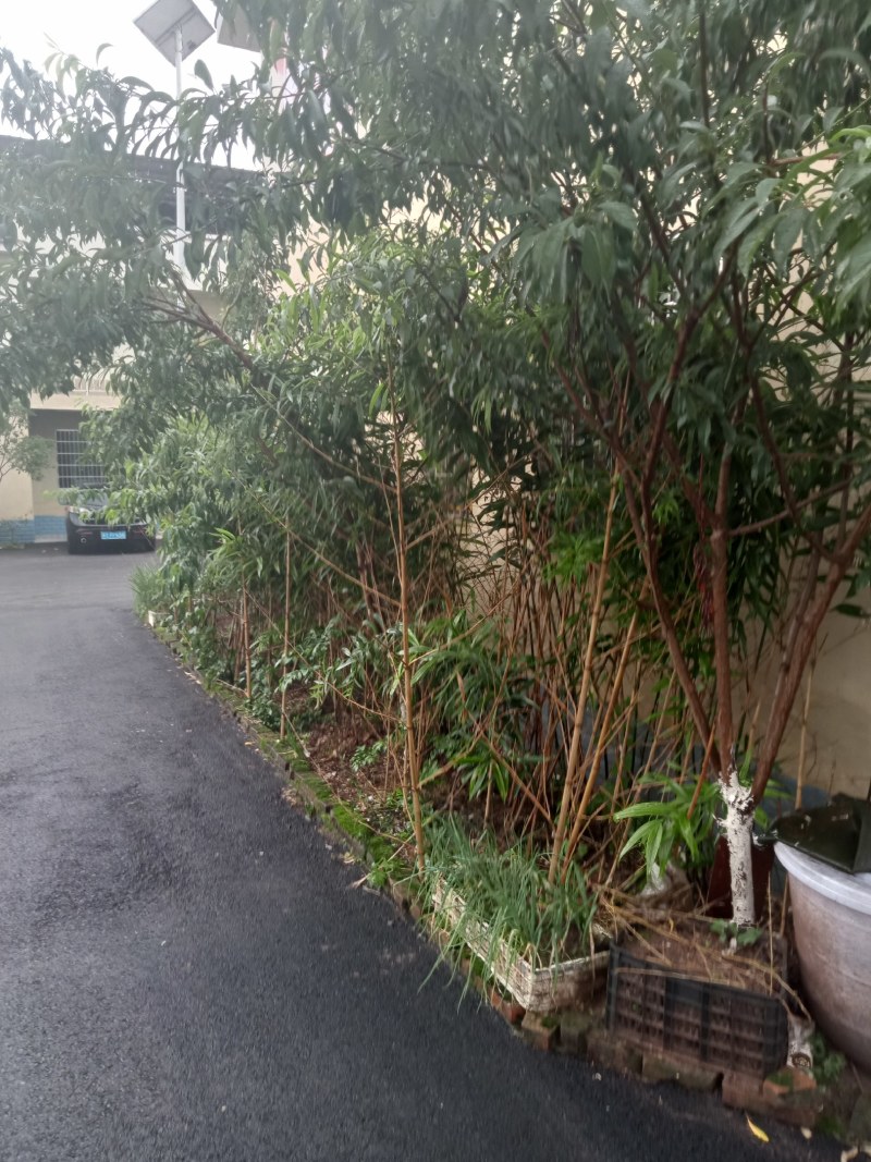 黄精:别墅苑自种