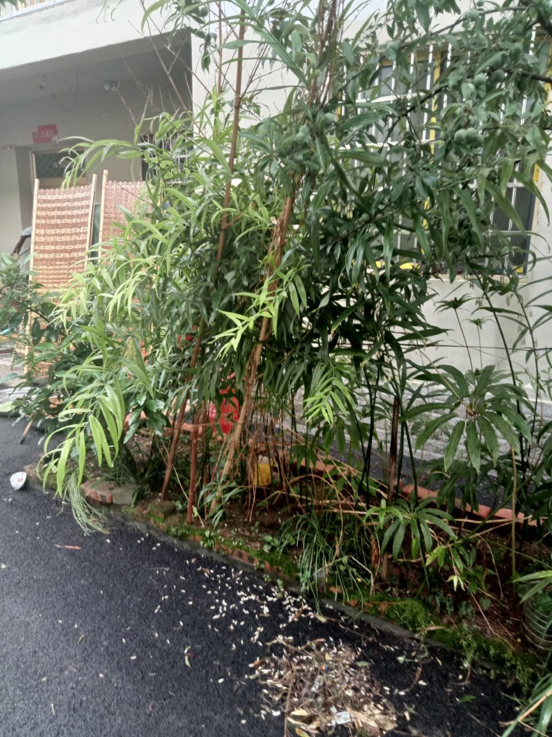黄精:别墅苑自种