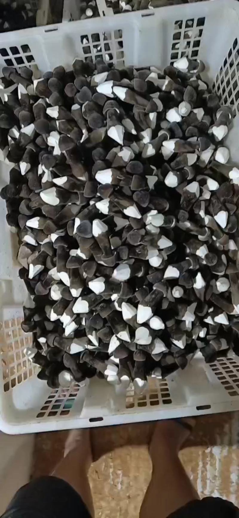 黑皮鸡枞产地直销