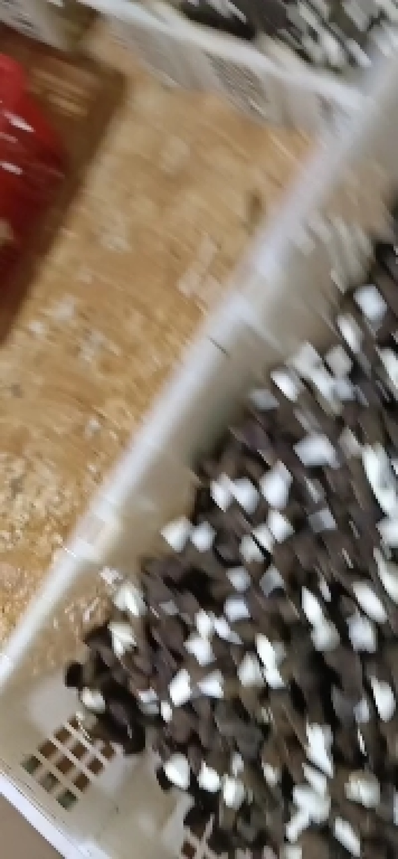 黑皮鸡枞产地直销