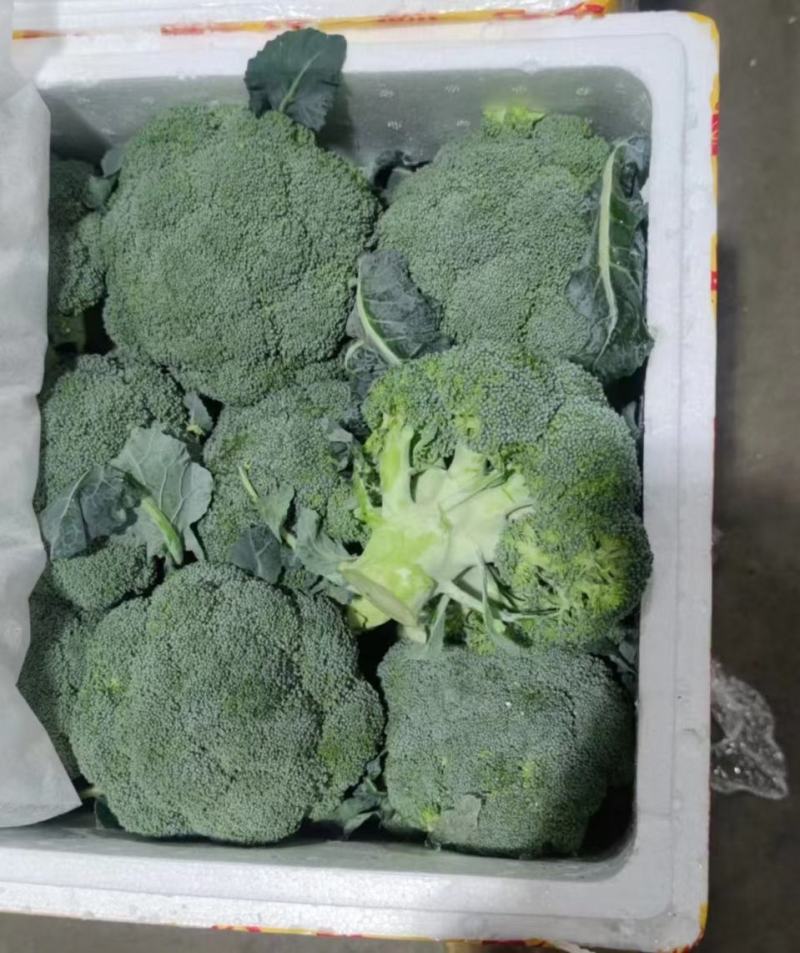 河北基地西兰花大量现货质量好，价格优，待发全国