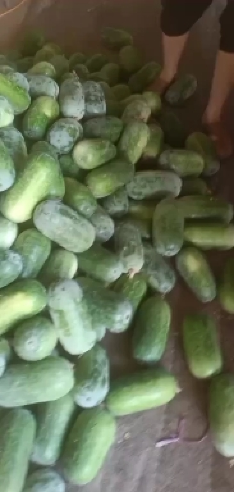 河北衡水宝华疏菜市场万亩冬瓜正在大量上菠