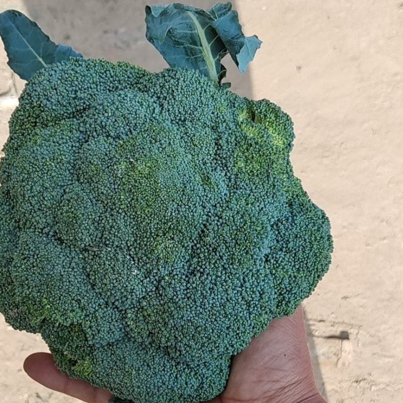 河北基地西兰花大量现货质量好，价格优，待发全国