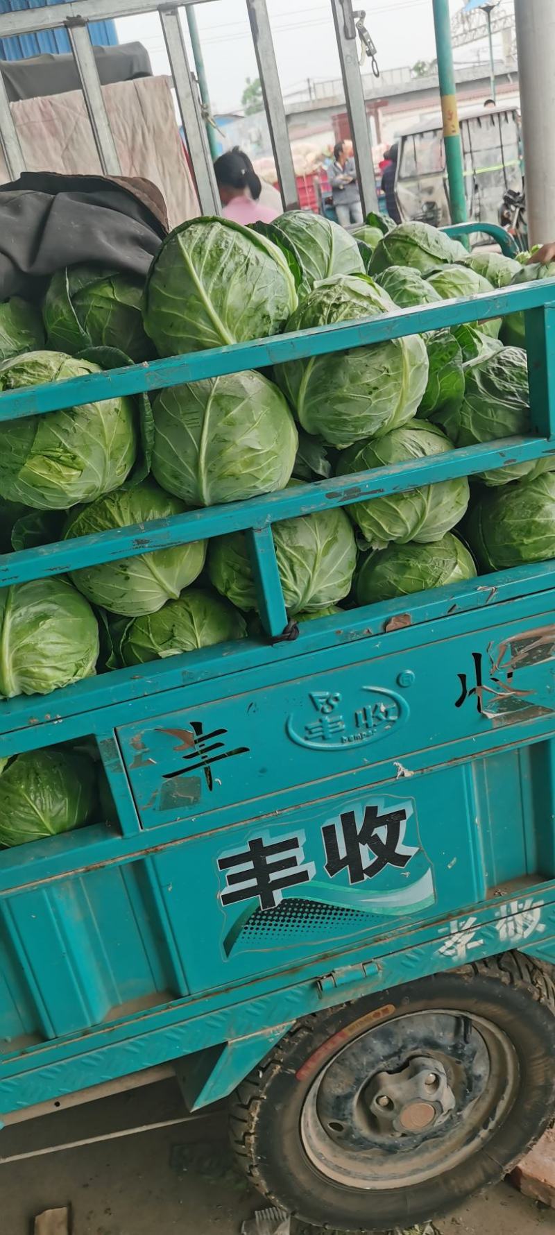 河南甘蓝，圆包菜，规模种植，价格低，视频看货，线上交易。