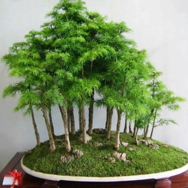 水杉盆景室内盆栽素材苗丛林老桩绿植落羽杉金叶水杉冬天落叶