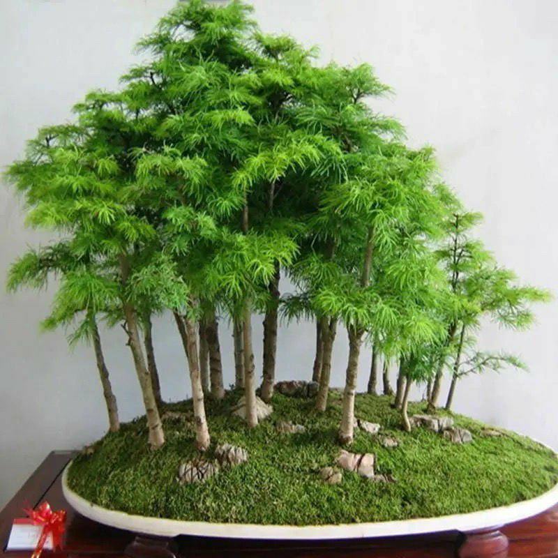 水杉盆景室内盆栽素材苗丛林老桩绿植落羽杉金叶水杉冬天落叶