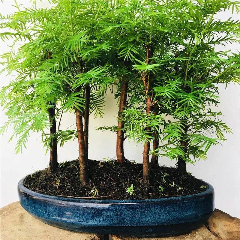 水杉盆景室内盆栽素材苗丛林老桩绿植落羽杉金叶水杉冬天落叶