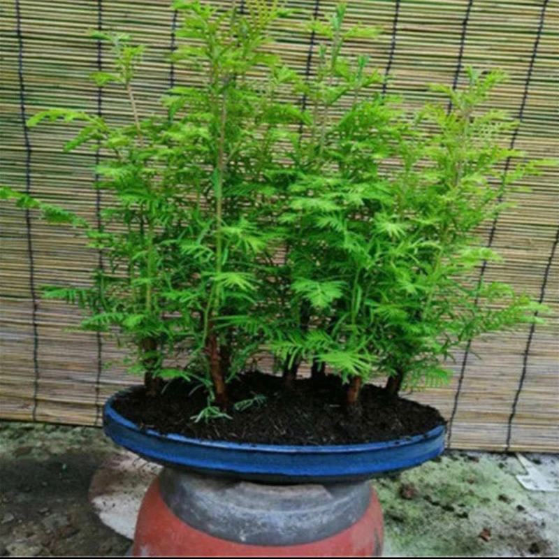 水杉盆景室内盆栽素材苗丛林老桩绿植落羽杉金叶水杉冬天落叶