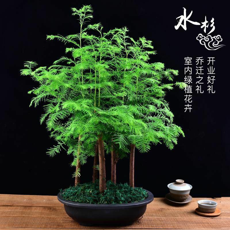 水杉盆景室内盆栽素材苗丛林老桩绿植落羽杉金叶水杉冬天落叶