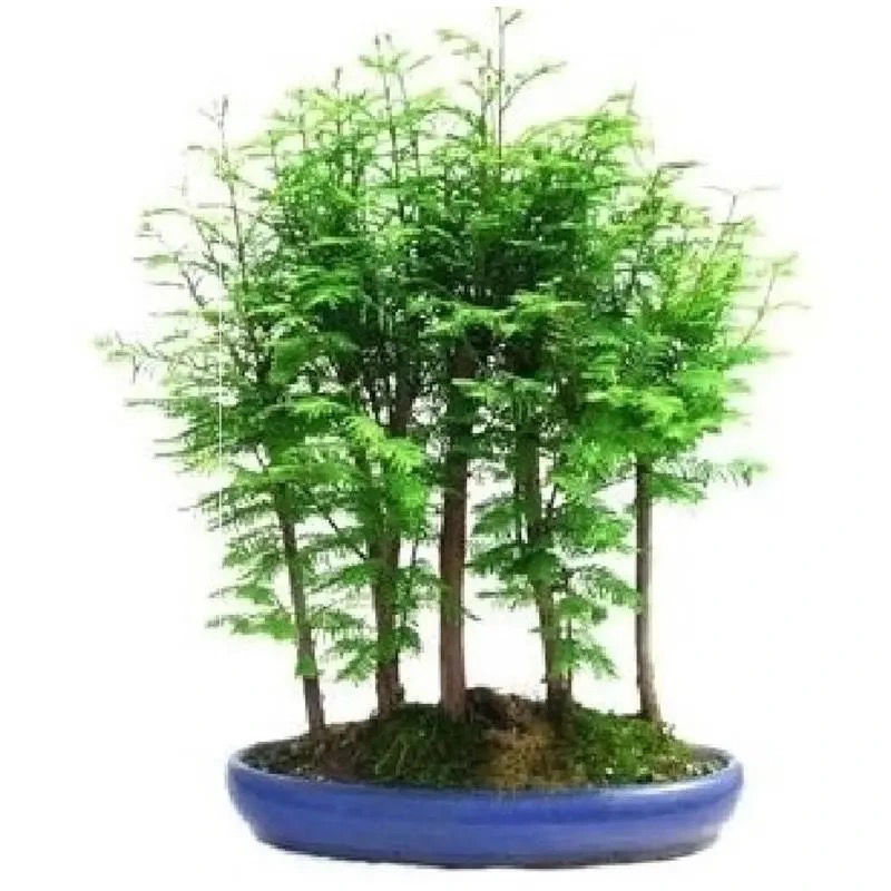 水杉盆景室内盆栽素材苗丛林老桩绿植落羽杉金叶水杉冬天落叶