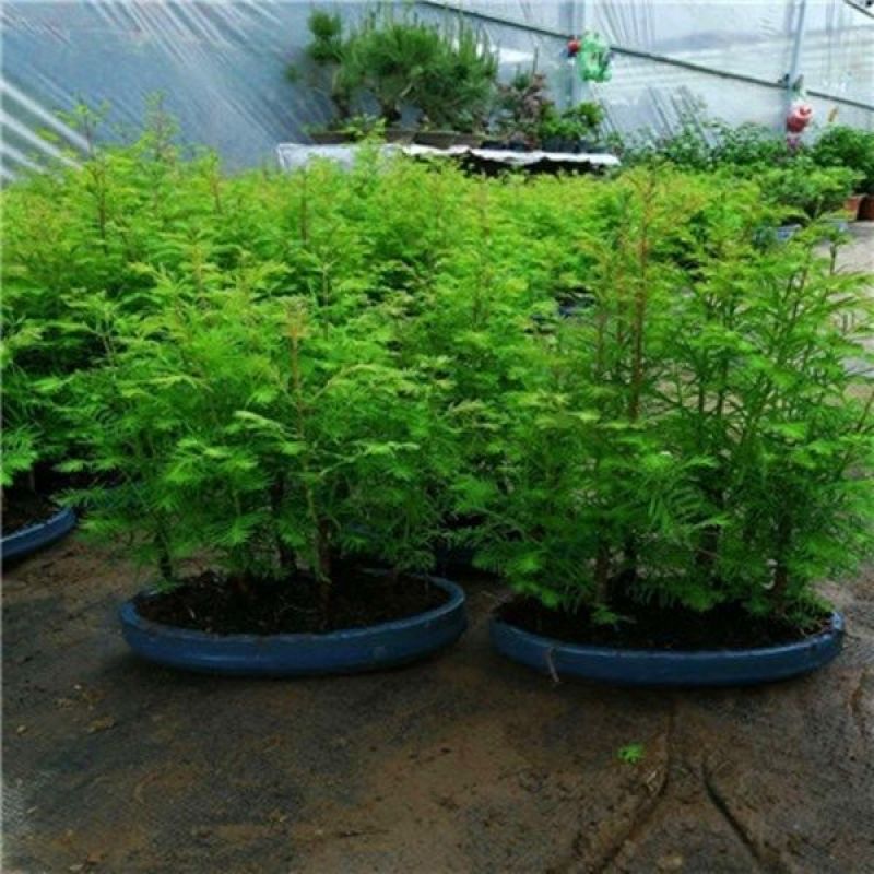 水杉盆景室内盆栽素材苗丛林老桩绿植落羽杉金叶水杉冬天落叶