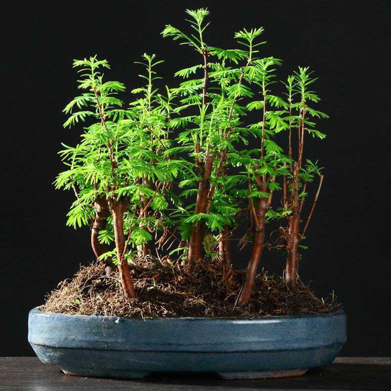 水杉盆景室内盆栽素材苗丛林老桩绿植落羽杉金叶水杉冬天落叶