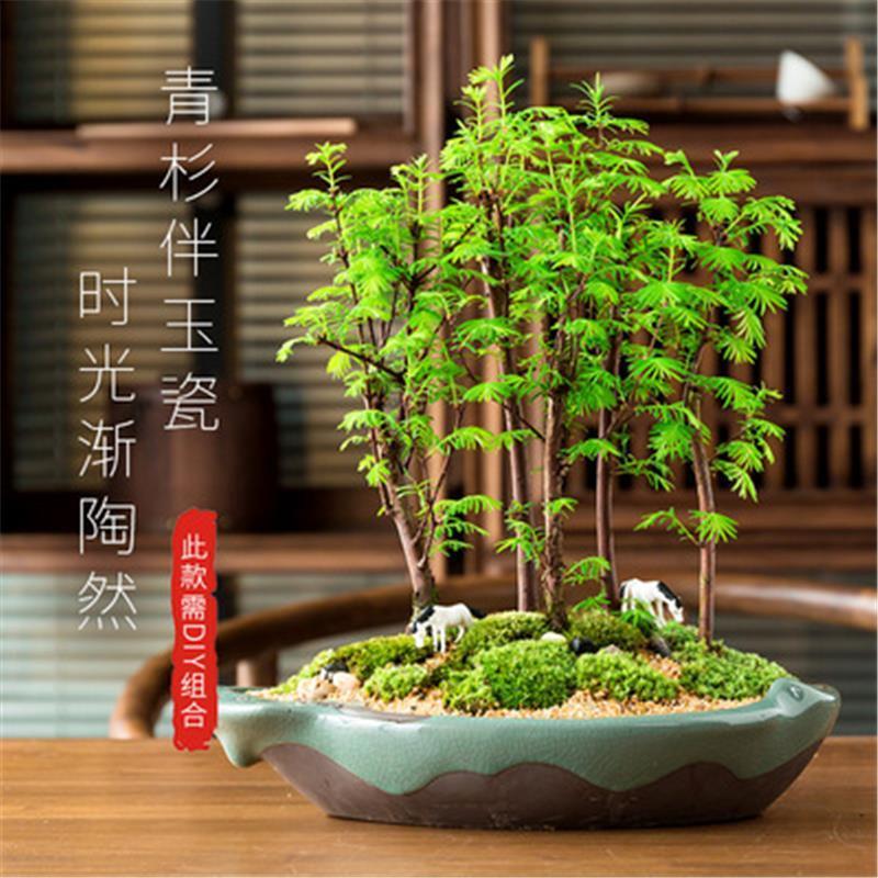 水杉盆景室内盆栽素材苗丛林老桩绿植落羽杉金叶水杉冬天落叶