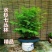 水杉盆景室内盆栽素材苗丛林老桩绿植落羽杉金叶水杉冬天落叶