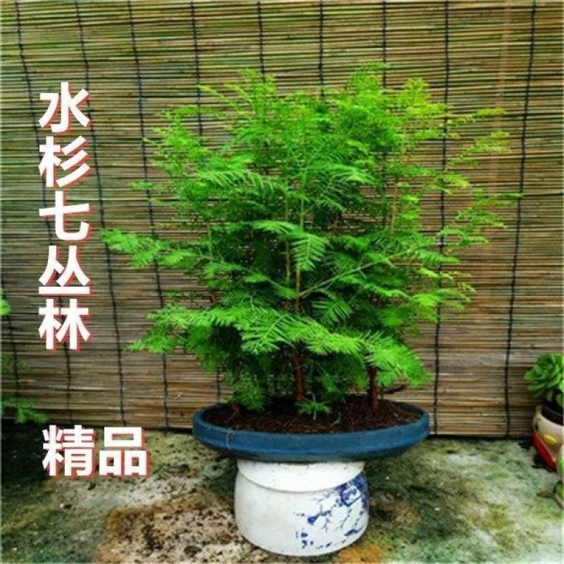 水杉盆景室内盆栽素材苗丛林老桩绿植落羽杉金叶水杉冬天落叶