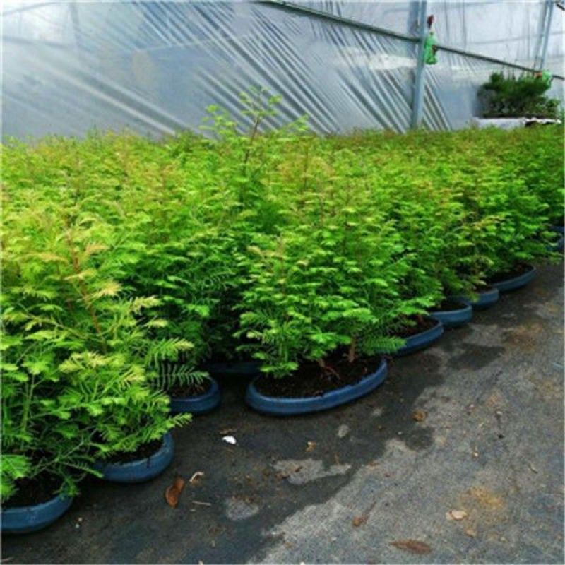 水杉盆景室内盆栽素材苗丛林老桩绿植落羽杉金叶水杉冬天落叶