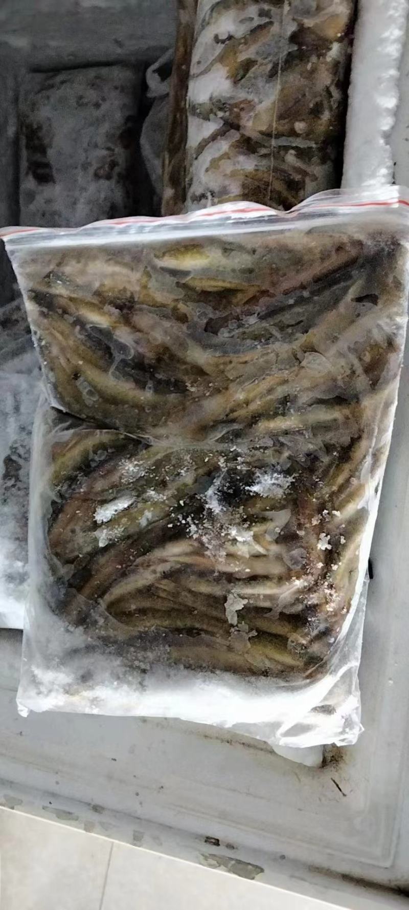 小嘴马口大嘴马口桃花鱼鲤鱼鲶鱼