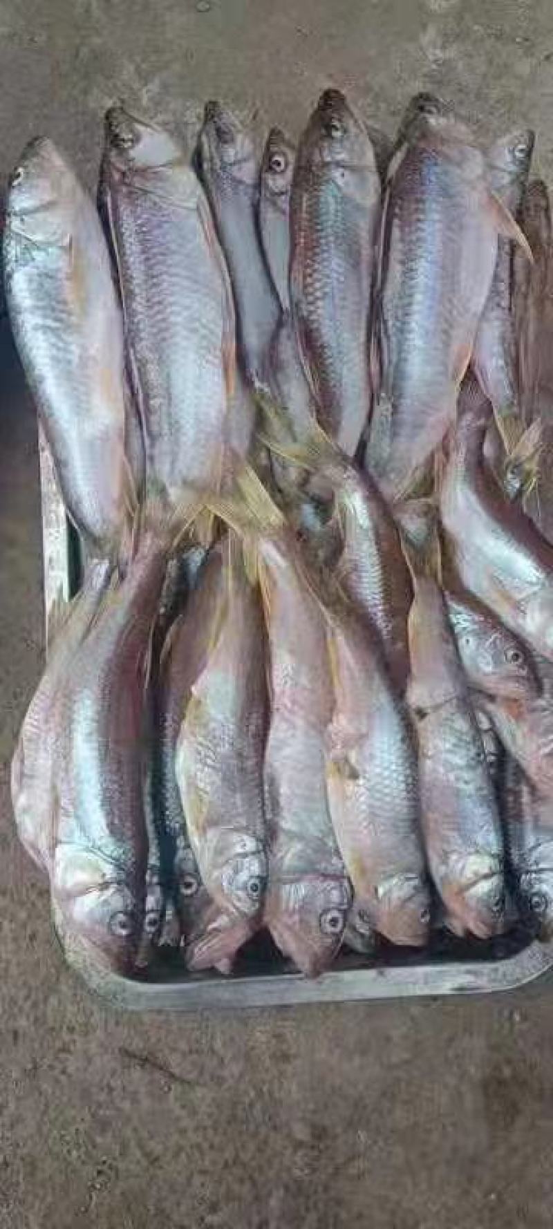 小嘴马口大嘴马口桃花鱼鲤鱼鲶鱼