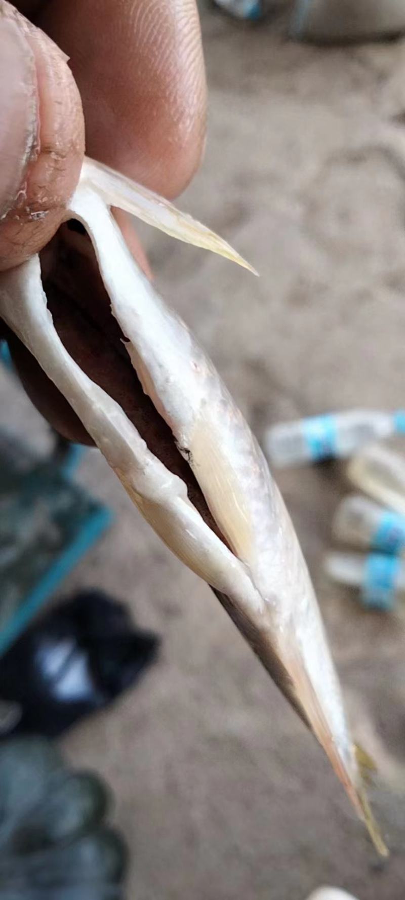 小嘴马口大嘴马口桃花鱼鲤鱼鲶鱼
