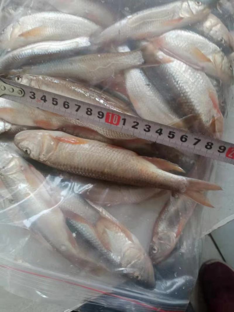 小嘴马口大嘴马口桃花鱼鲤鱼鲶鱼