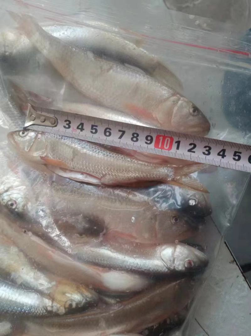 小嘴马口大嘴马口桃花鱼鲤鱼鲶鱼