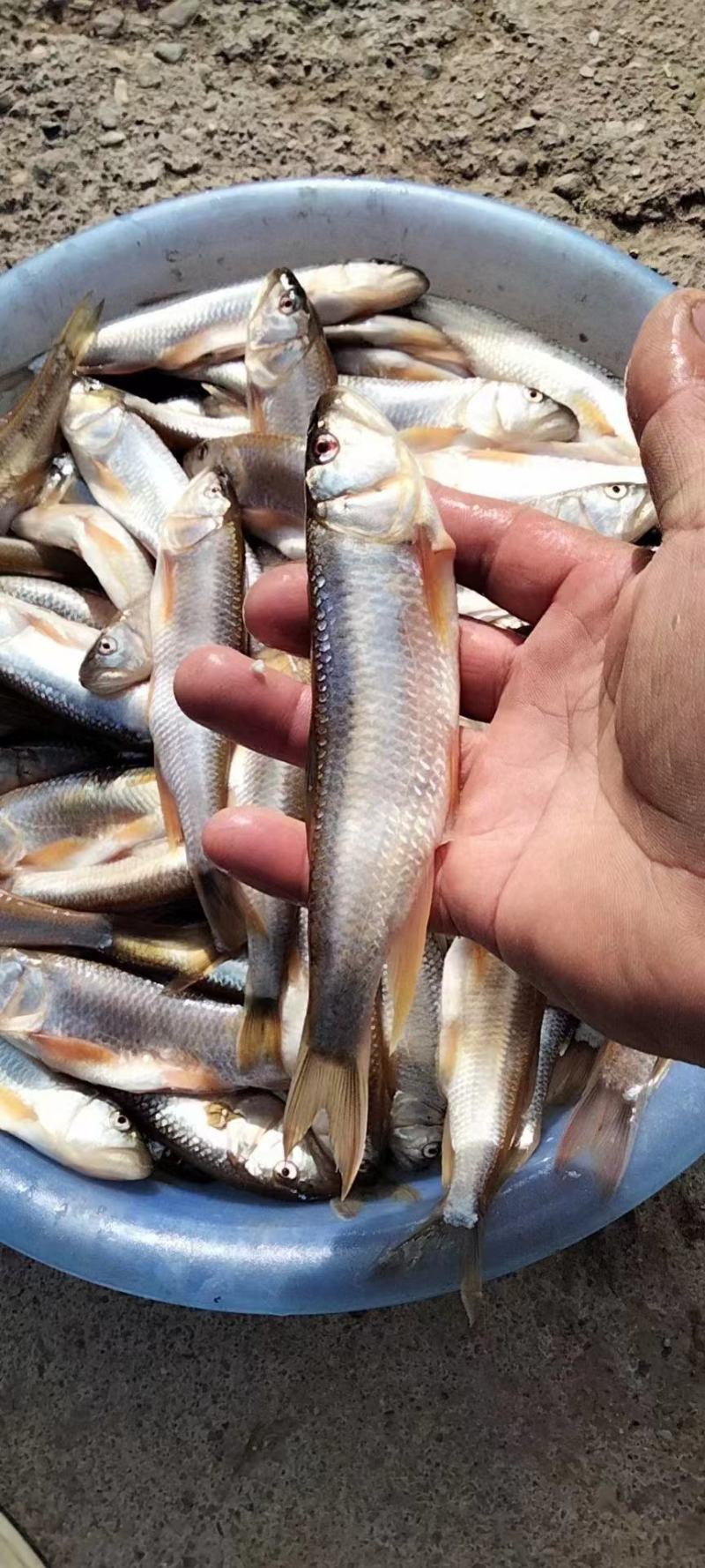 小嘴马口大嘴马口桃花鱼鲤鱼鲶鱼