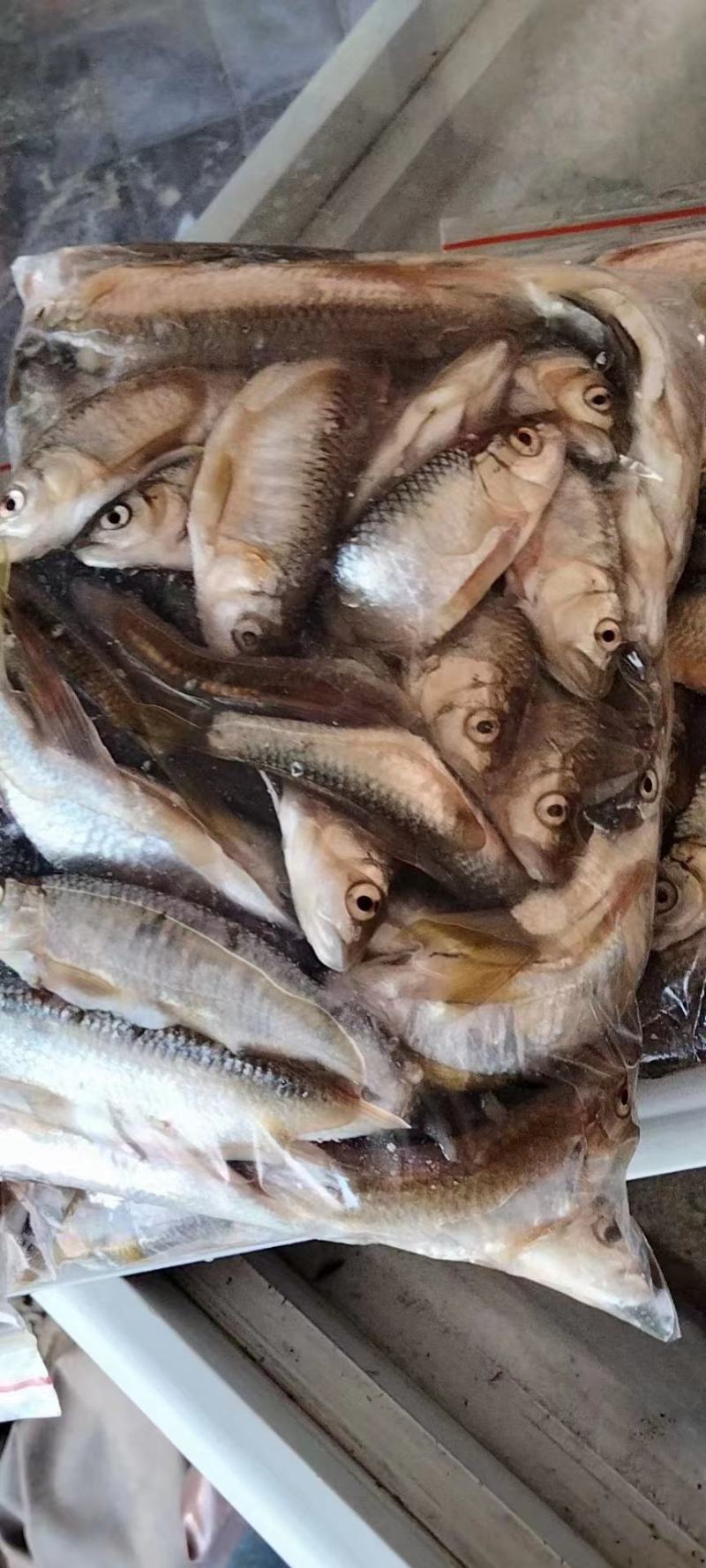 小嘴马口大嘴马口桃花鱼鲤鱼鲶鱼