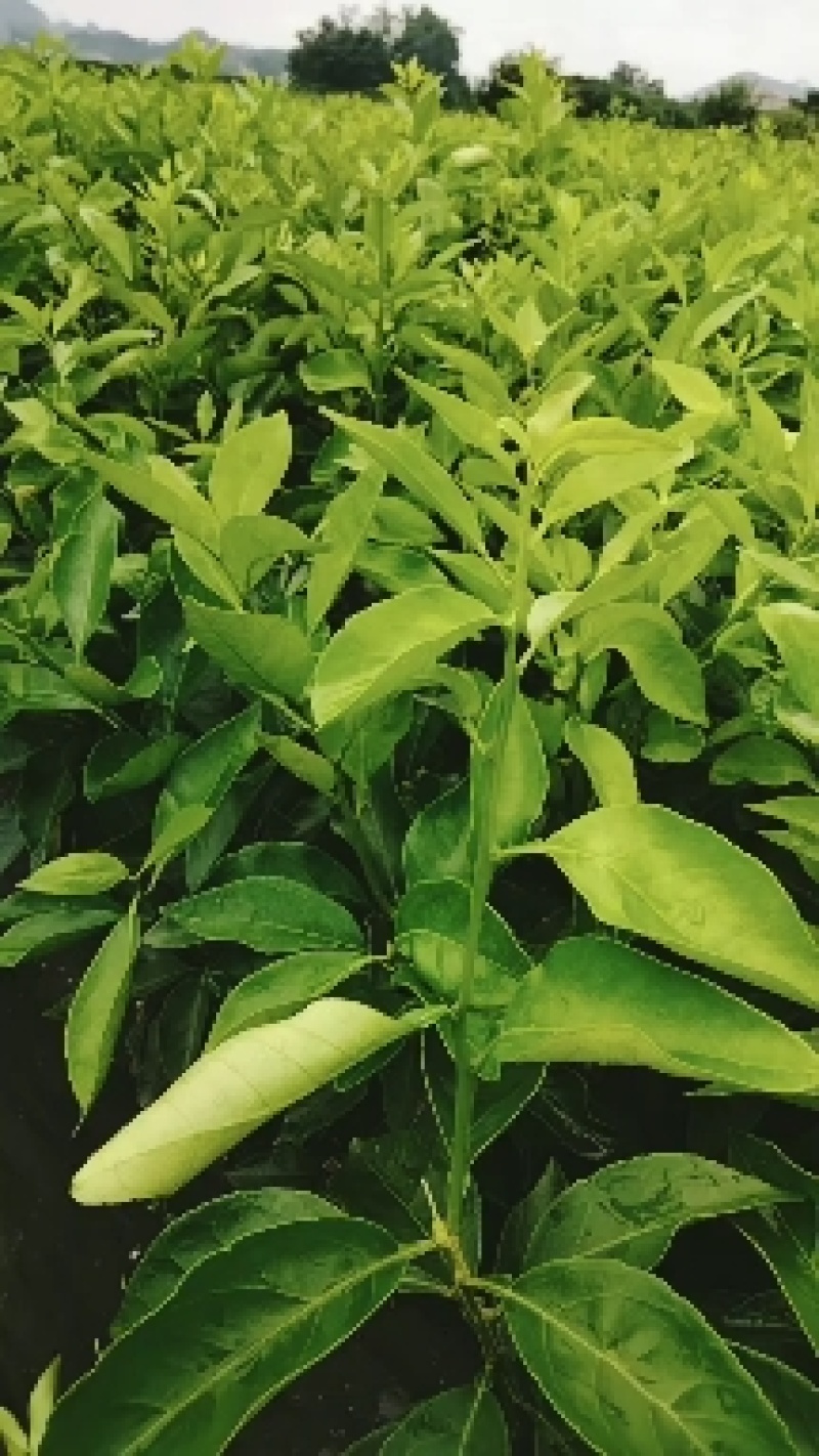 新品种爱莎(华美1号)柑橘苗，十月份成熟，可视频挖苗