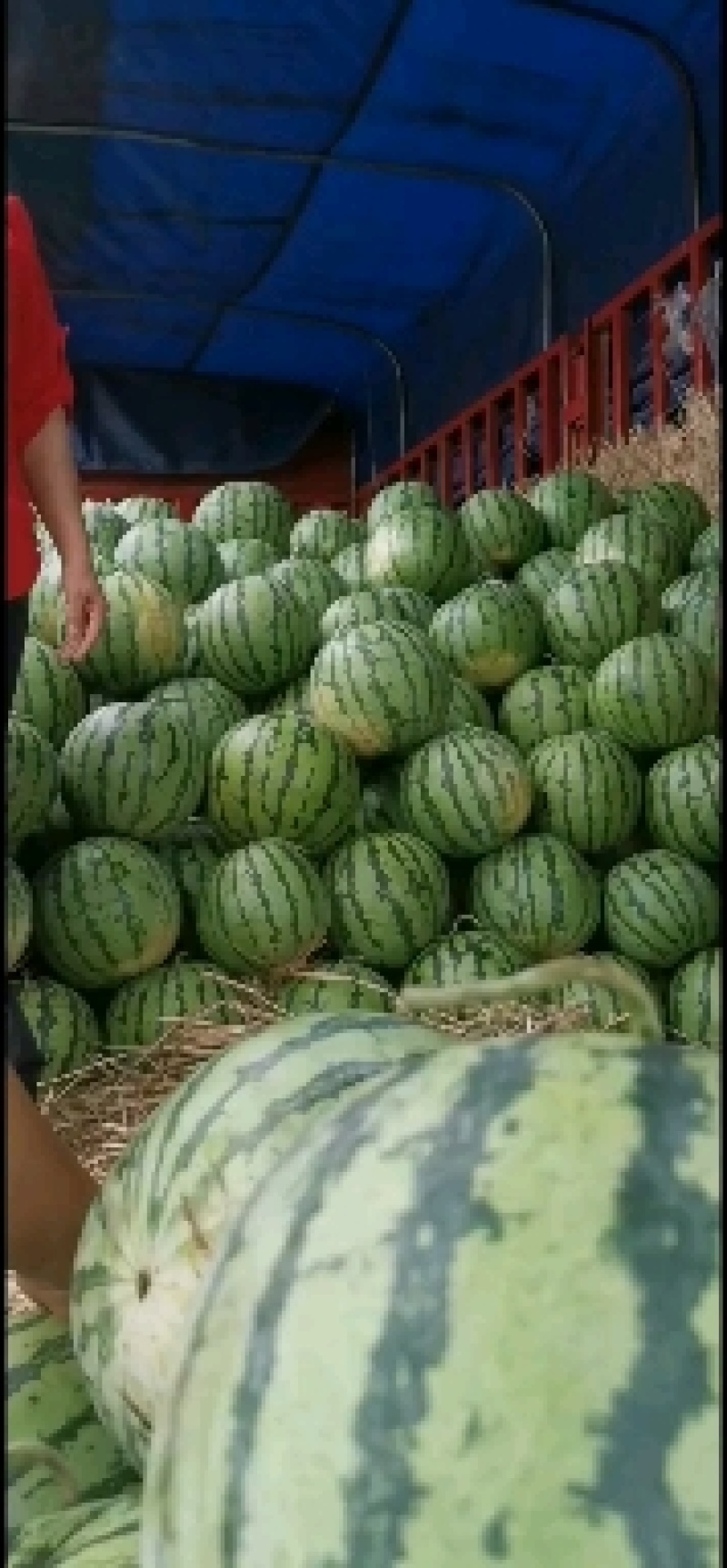 本地美都已大量上市，支持视频看货，欢迎老板选购。
