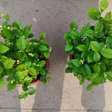 茉莉花叶子绿颜色好根细发财老板快来吧量大