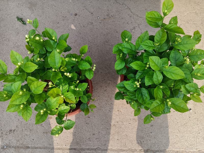 茉莉花叶子绿颜色好根细发财老板快来吧量大