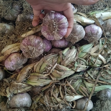 固安紫皮大蒜辫子