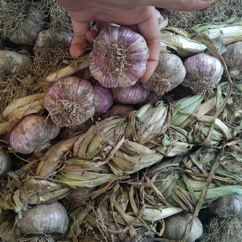固安紫皮大蒜辫子