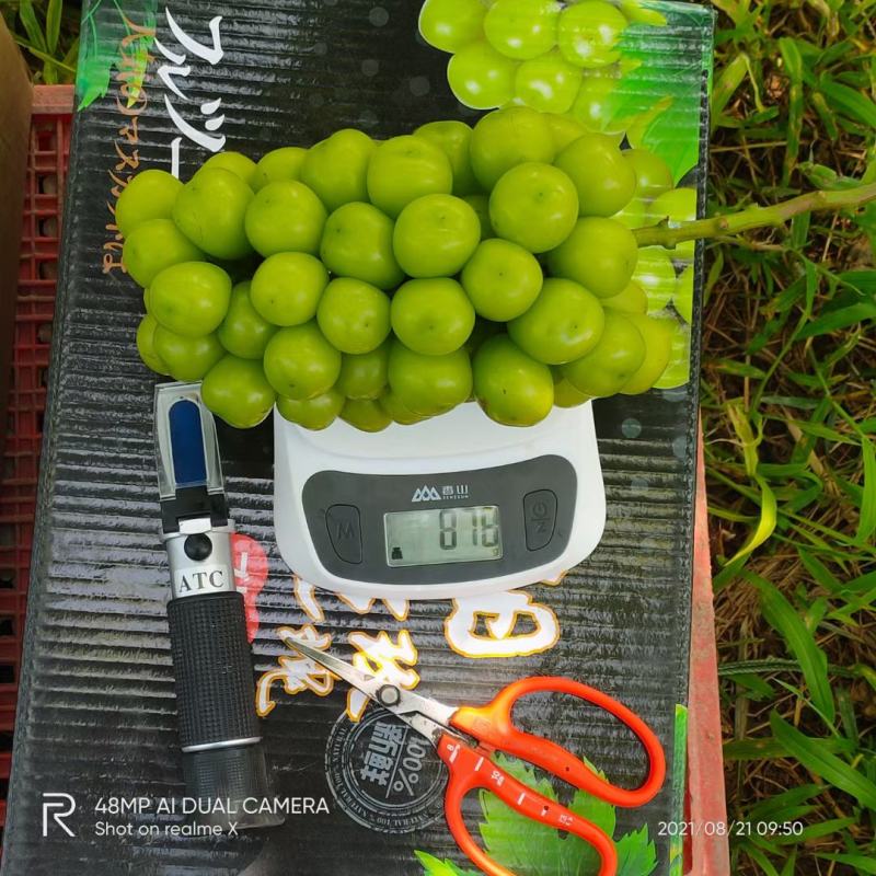 阳光玫瑰晴王17葡萄产地直销大量供应质量保证货源稳定充足