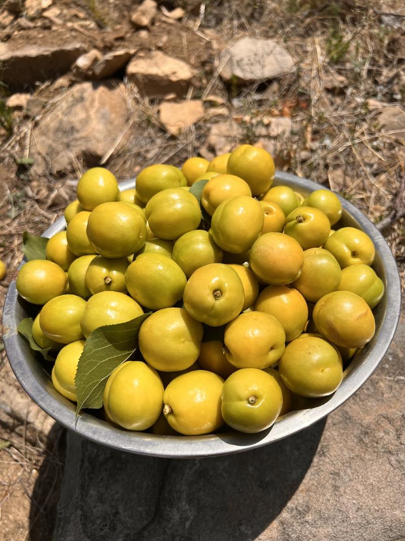 沂蒙山珍珠油杏，小白杏，杏子产地直供甜杏一件代发