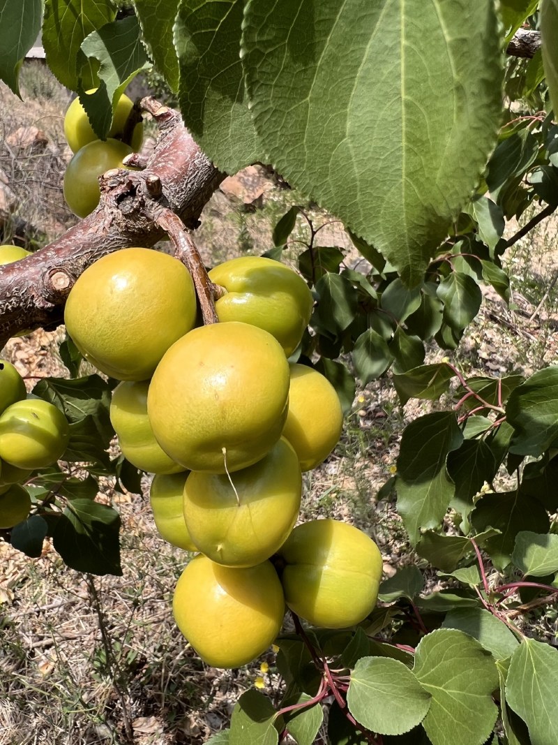 沂蒙山珍珠油杏，小白杏，杏子产地直供甜杏一件代发
