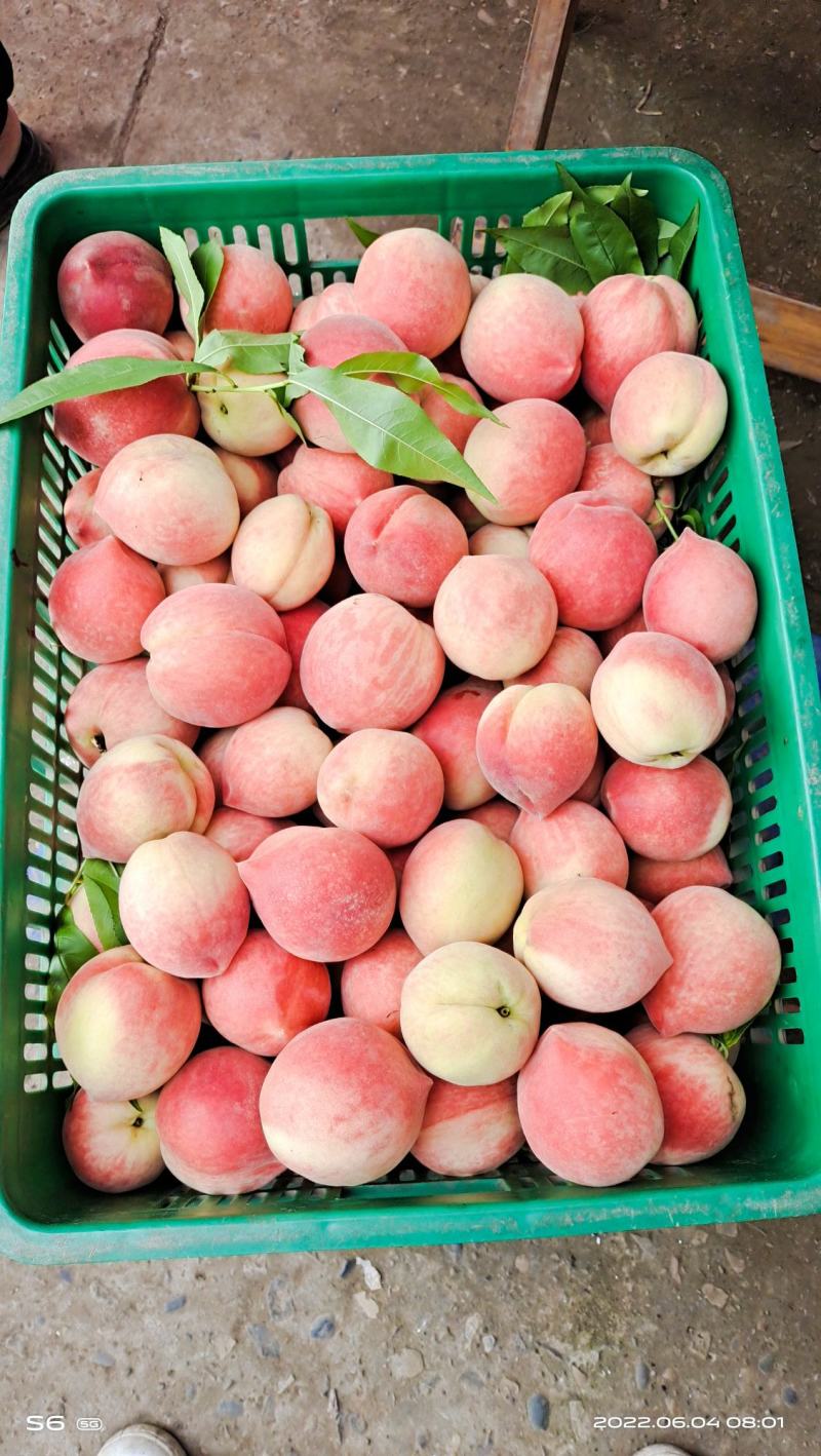 桃李