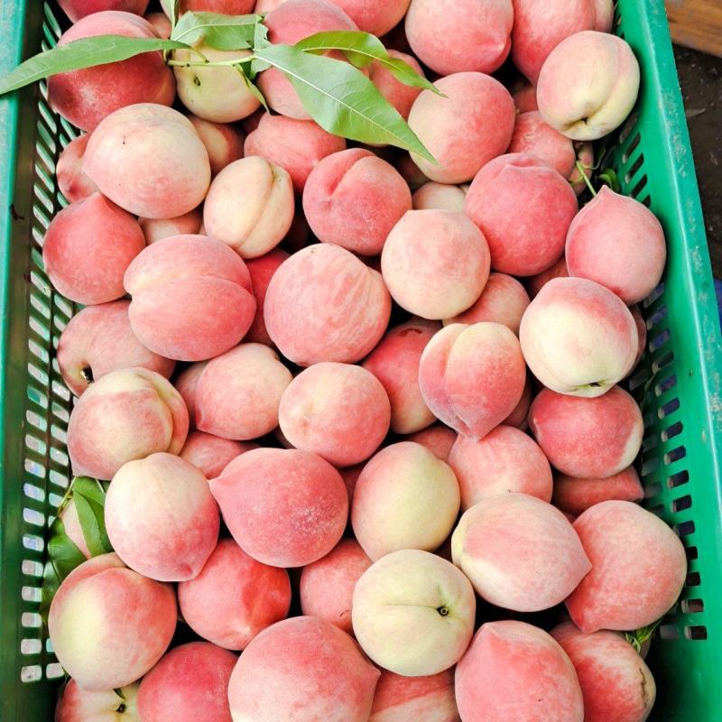 桃李