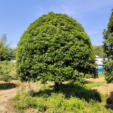 桂花树