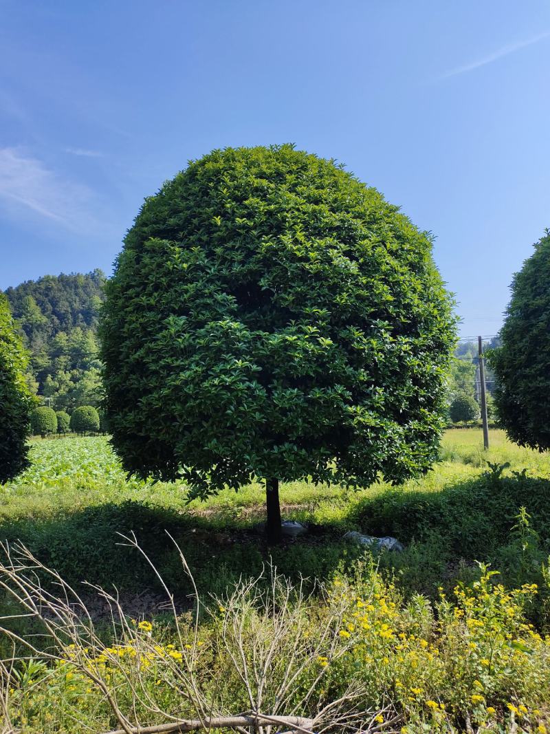 桂花树