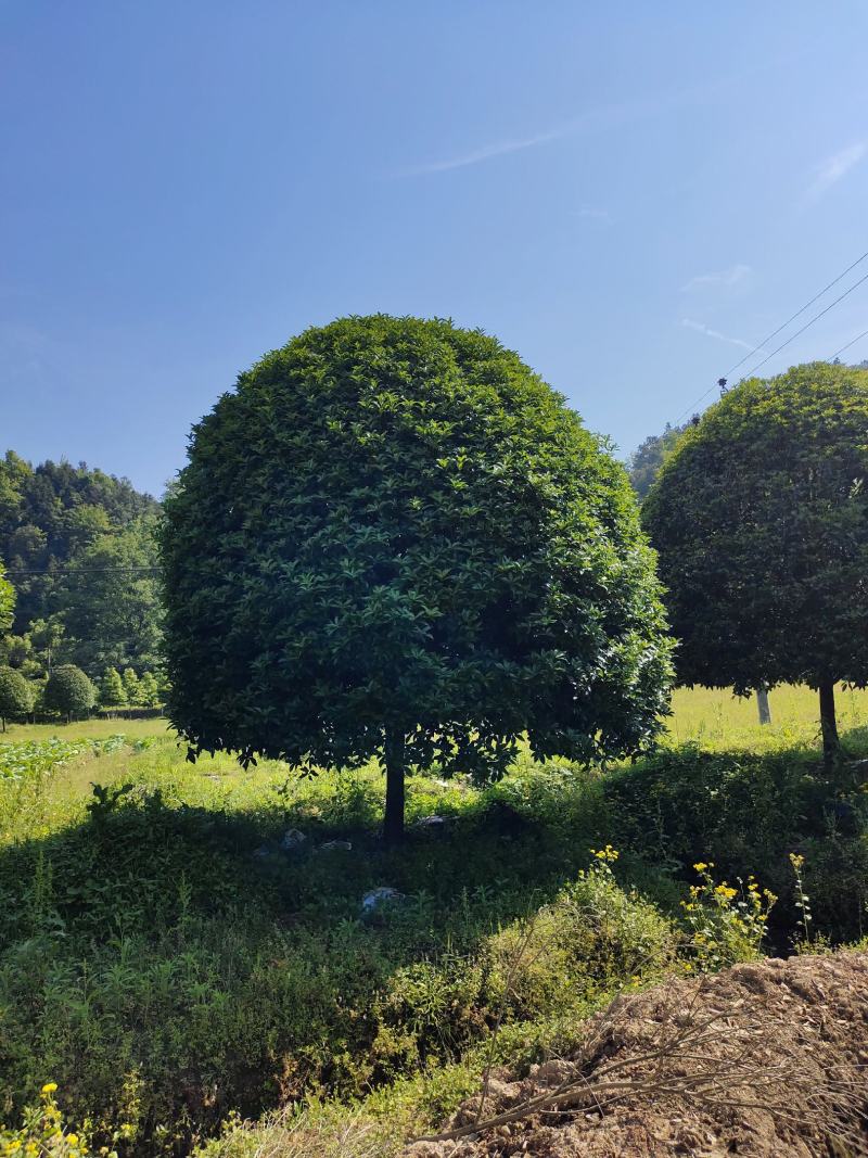 桂花树