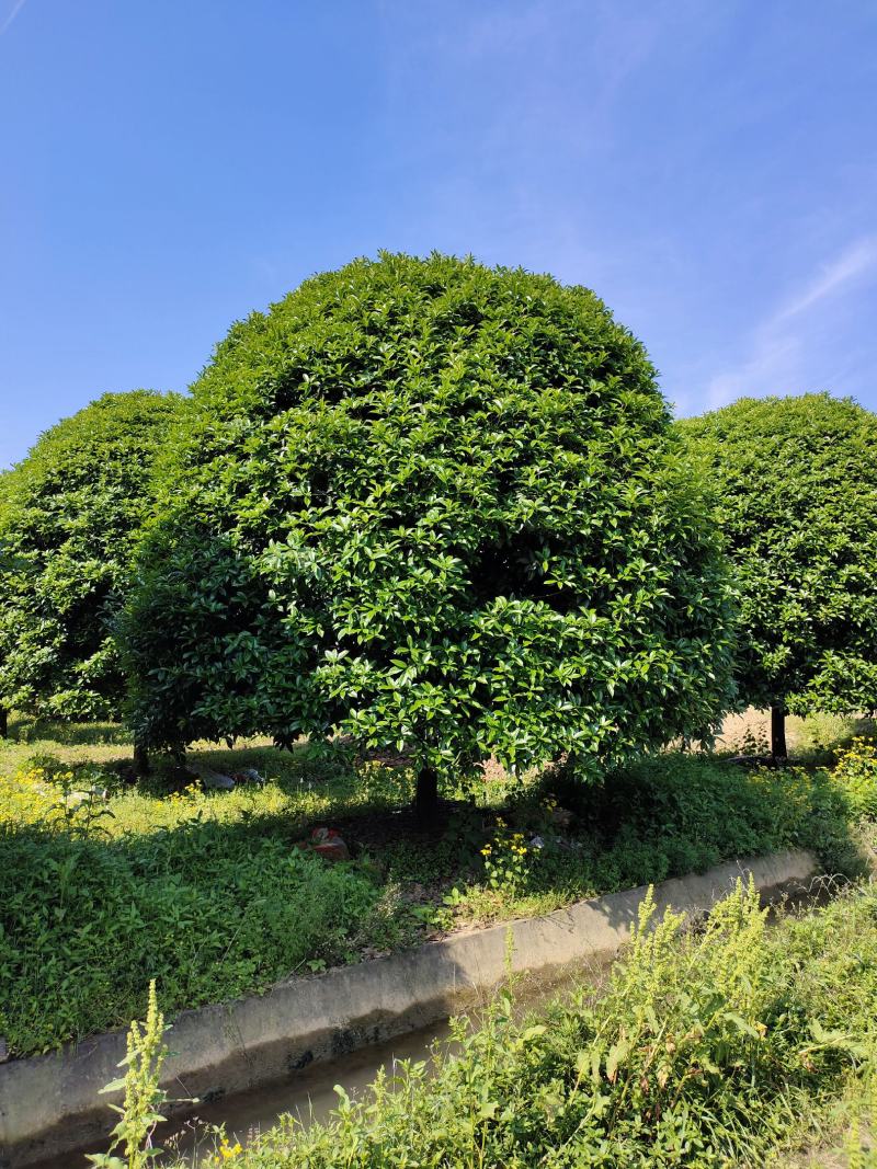 桂花树