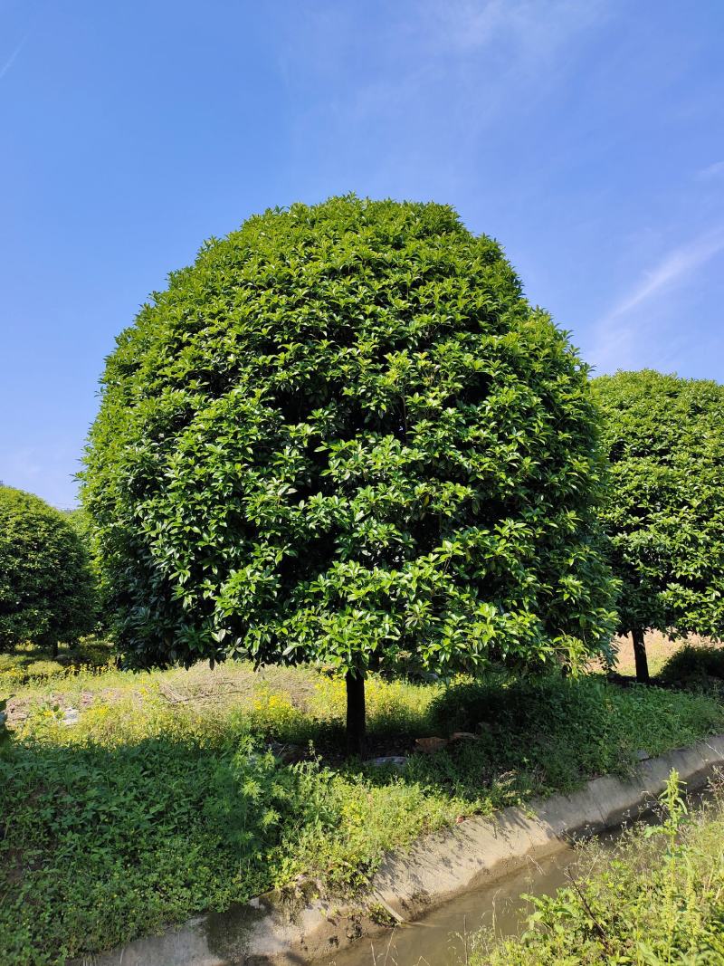 桂花树