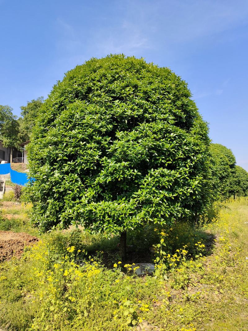 桂花树