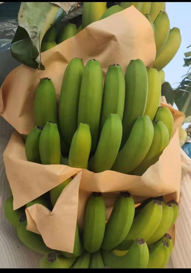 云南好货靓货香蕉一件代发