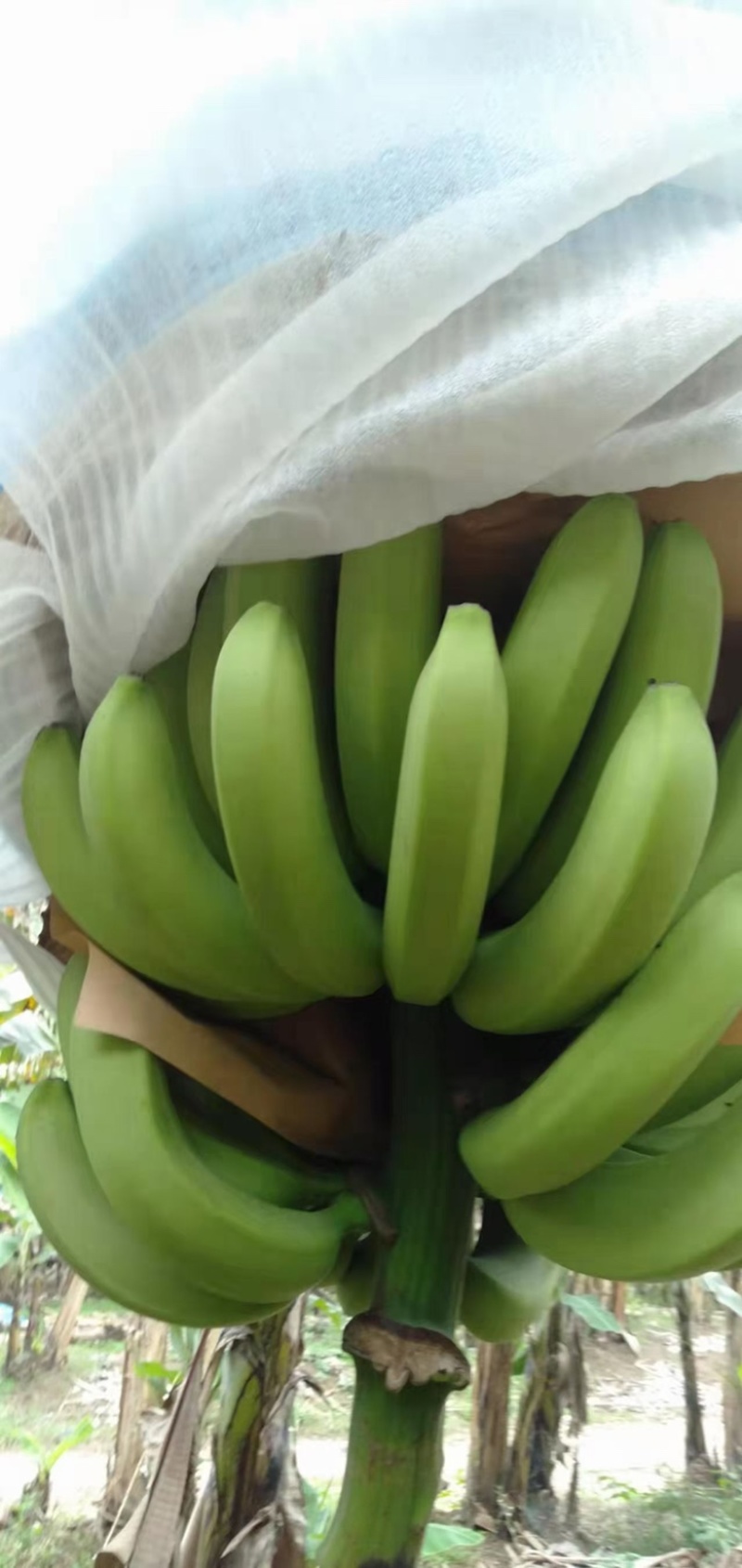 云南好货靓货香蕉一件代发
