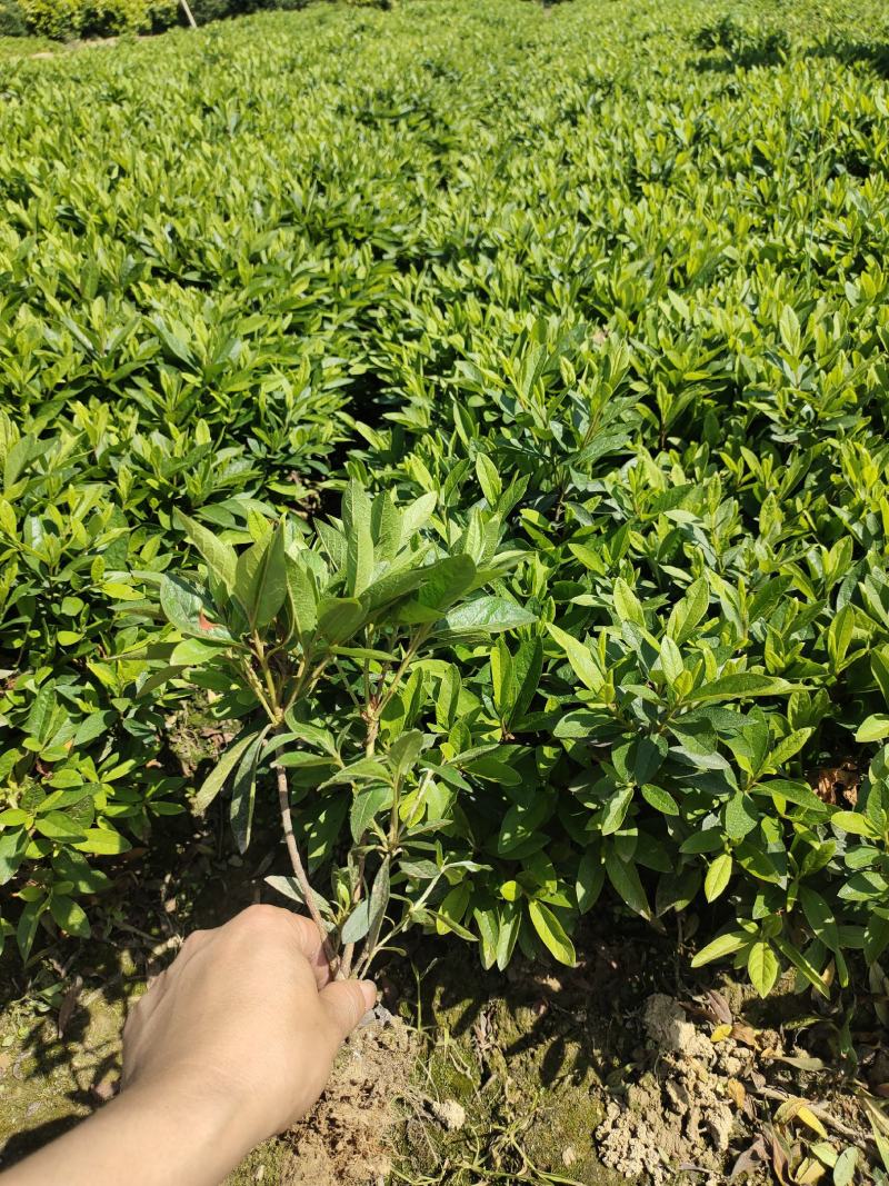 毛鹃苗30公分高