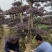 造型红继木桩