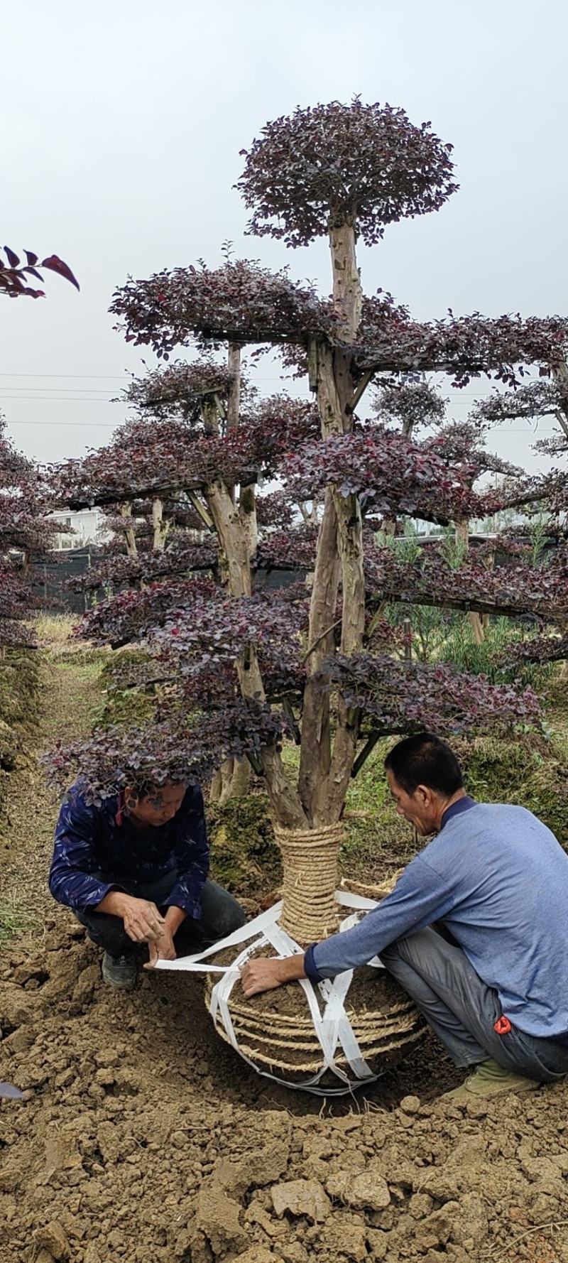 造型红继木桩