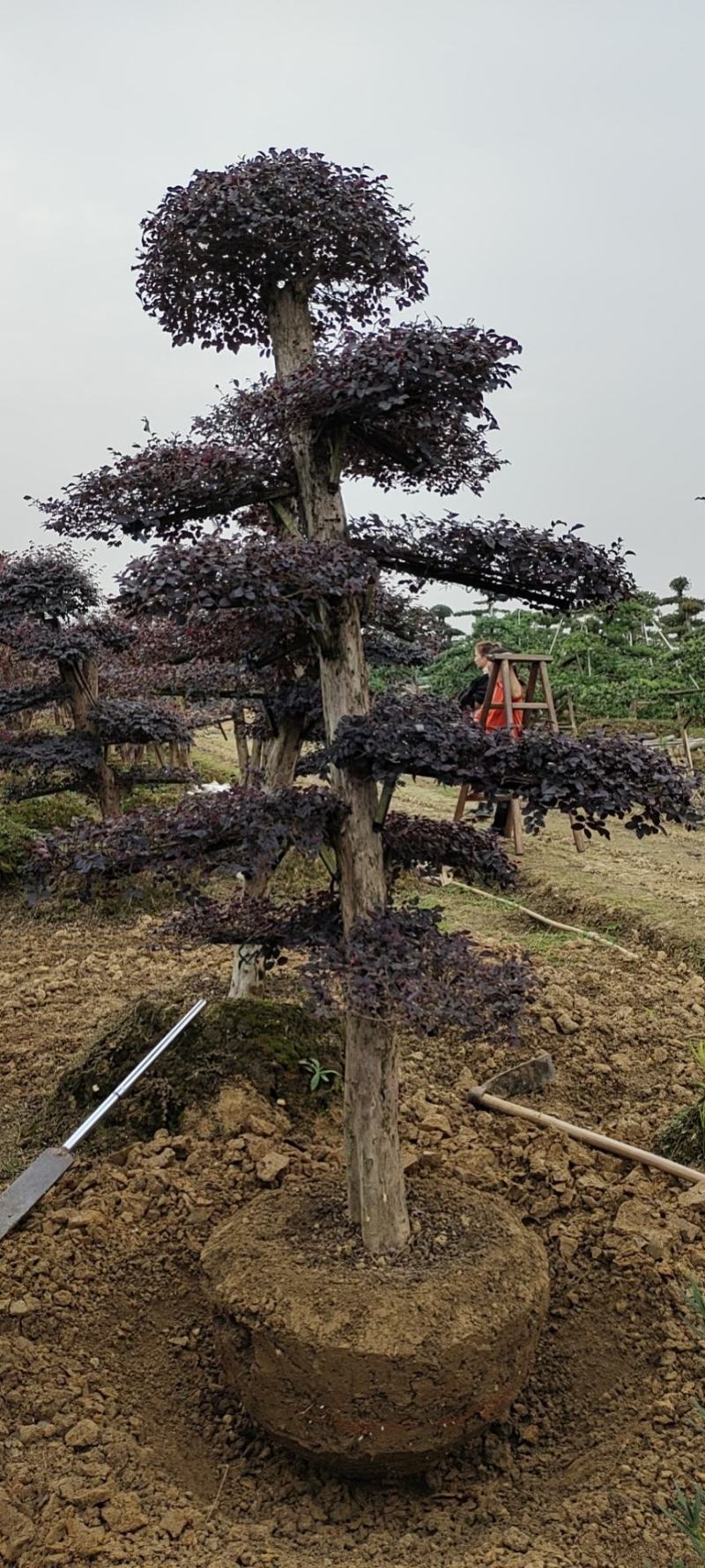 造型红继木桩
